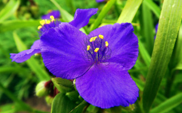 Картинка цветы традесканции лиловый