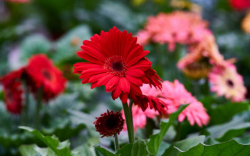 Картинка цветы герберы алый