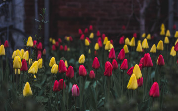 Картинка цветы тюльпаны бутоны