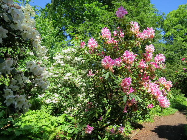 Обои картинки фото цветы, цветущие деревья ,  кустарники, кусты, сад