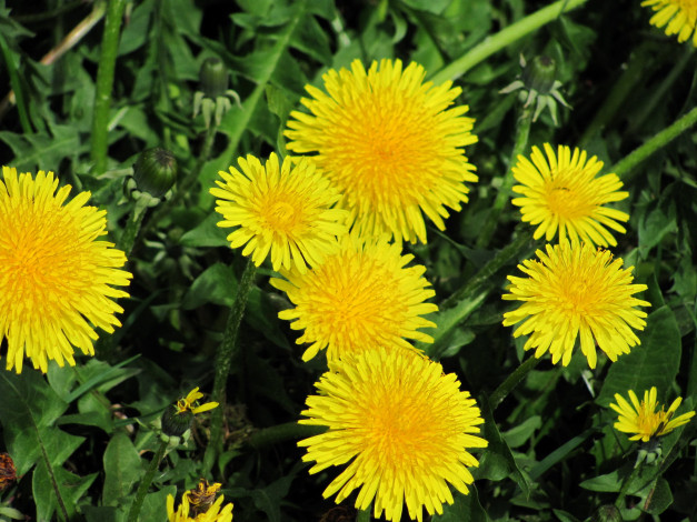 Обои картинки фото цветы, одуванчики, желтый