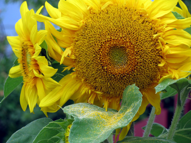 Обои картинки фото цветы, подсолнухи, солнечный