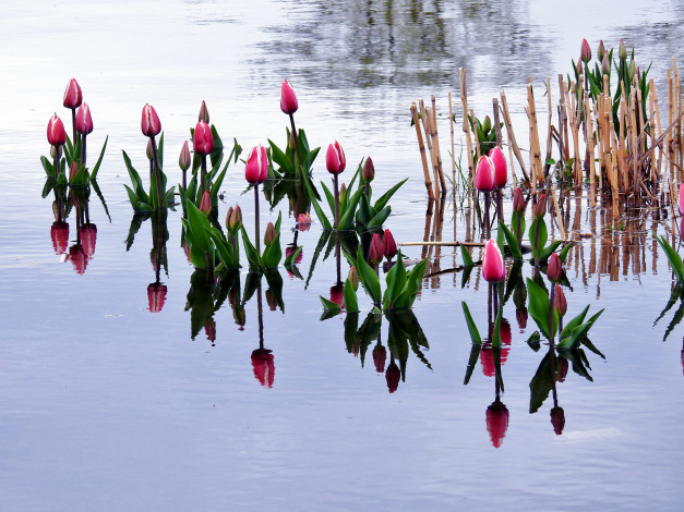 Обои картинки фото цветы, тюльпаны, бутоны, вода
