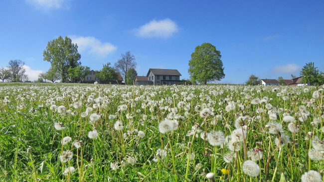 Обои картинки фото цветы, одуванчики