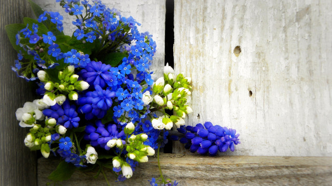 Обои картинки фото цветы, разные вместе, незабудки, мускари