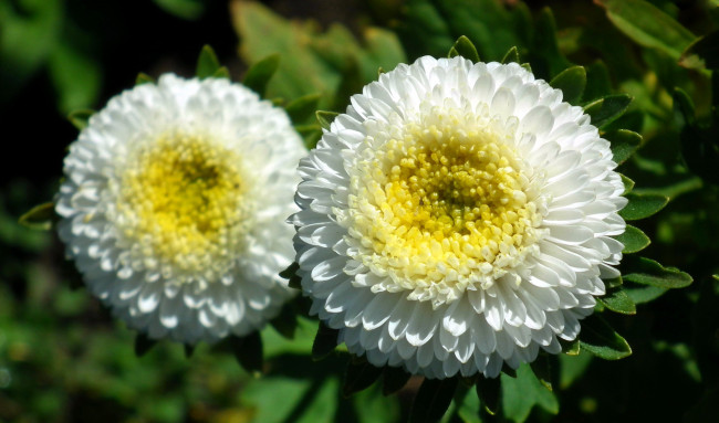 Обои картинки фото цветы, астры, белый