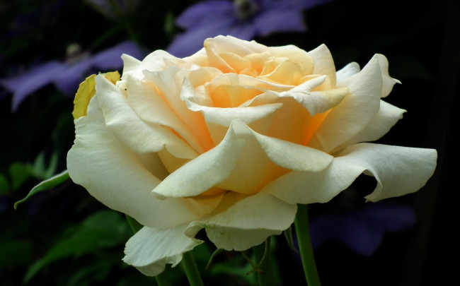 Обои картинки фото цветы, розы, макро