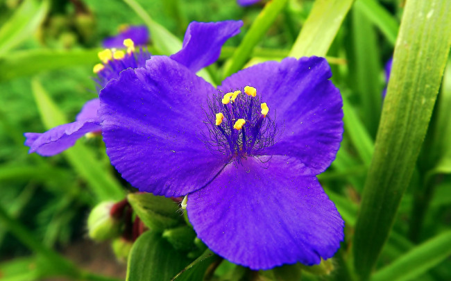 Обои картинки фото цветы, традесканции, лиловый