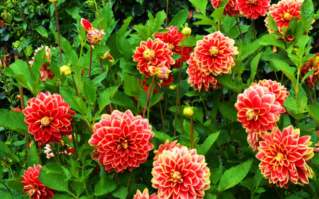 Обои картинки фото цветы, георгины, много