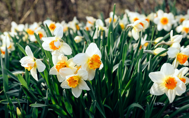 Обои картинки фото цветы, нарциссы, много