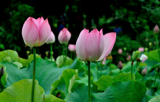 Обои картинки фото цветы, лотосы, фон, лепестки