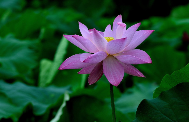 Обои картинки фото цветы, лотосы, лепестки, фон