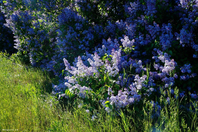Обои картинки фото цветы, сирень, куст