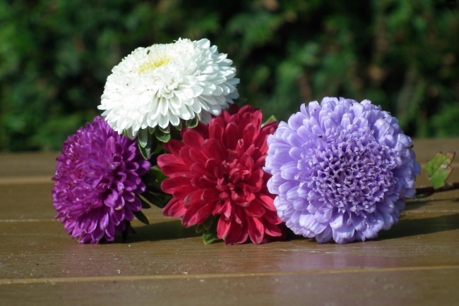 Обои картинки фото цветы, астры, розовый, белый, лиловый