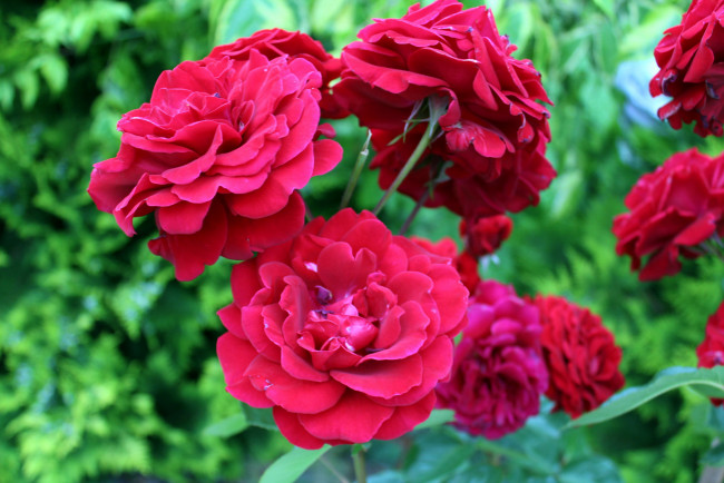 Обои картинки фото цветы, розы, розовый