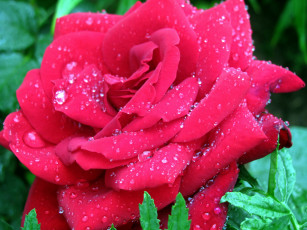 Картинка цветы розы капли макро