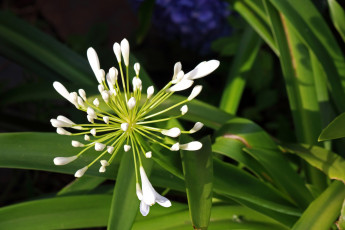 обоя цветы, агапантус , африканская лилия, белый, агапантус, макро