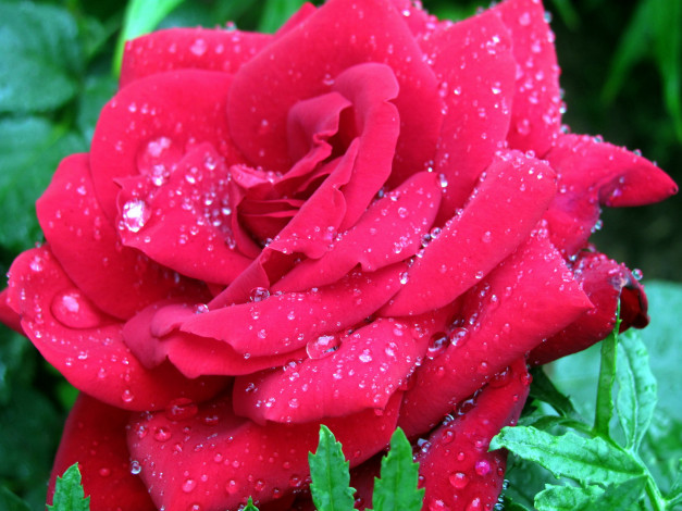 Обои картинки фото цветы, розы, капли, макро