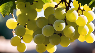 обоя разное, компьютерный дизайн, ягоды, грозди, виноград