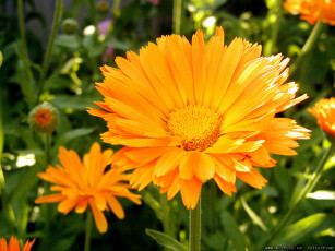 обоя цветы, календула