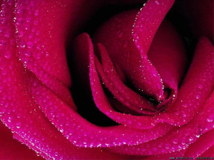 Картинка роза цветы розы