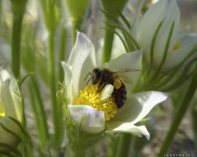 Картинка животные пчелы осы шмели