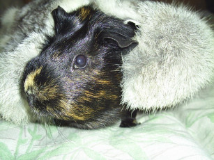 Картинка Чуня животные морские свинки хомяки