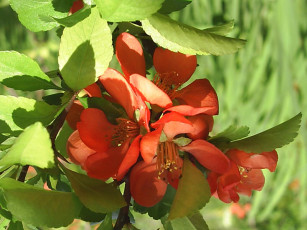 Картинка цветы айва