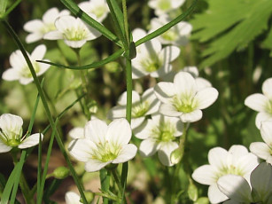 Картинка цветы луговые полевые