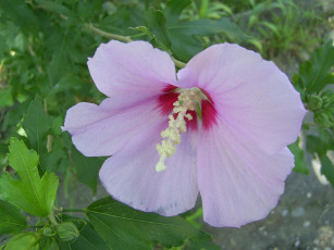 Картинка цветы мальвы