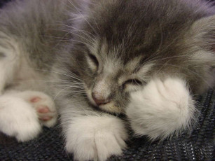 Картинка животные коты