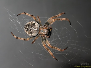 Картинка животные пауки