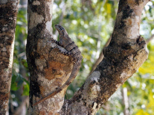 Картинка животные Ящерицы игуаны вараны