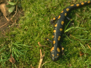 Картинка животные Ящерицы игуаны вараны