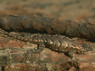 Картинка животные Ящерицы игуаны вараны