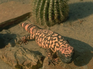 Картинка животные Ящерицы игуаны вараны