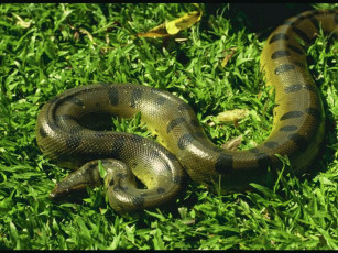 Картинка животные змеи питоны кобры