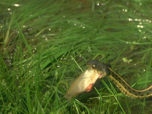 Картинка животные змеи питоны кобры