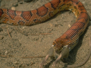 Картинка животные змеи питоны кобры