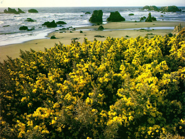 Обои картинки фото цветы, цветущие, деревья, кустарники