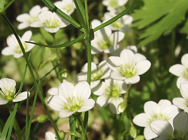 Обои картинки фото цветы, луговые, полевые