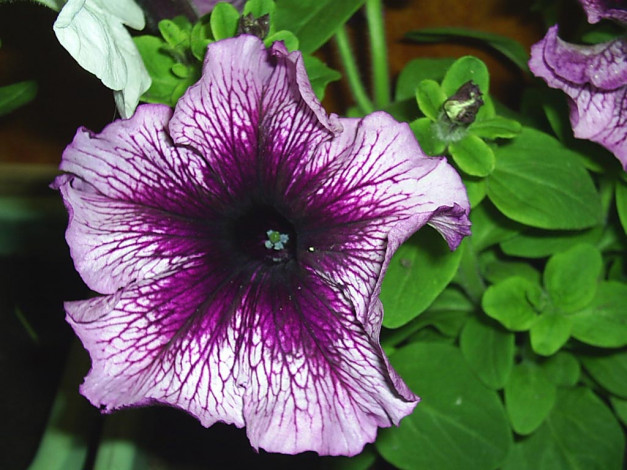 Обои картинки фото цветы, петунии, калибрахоа