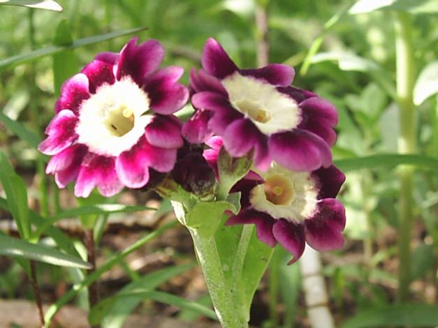 Обои картинки фото цветы, примулы