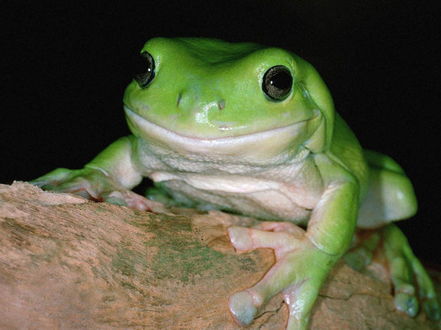 Обои картинки фото животные, лягушки