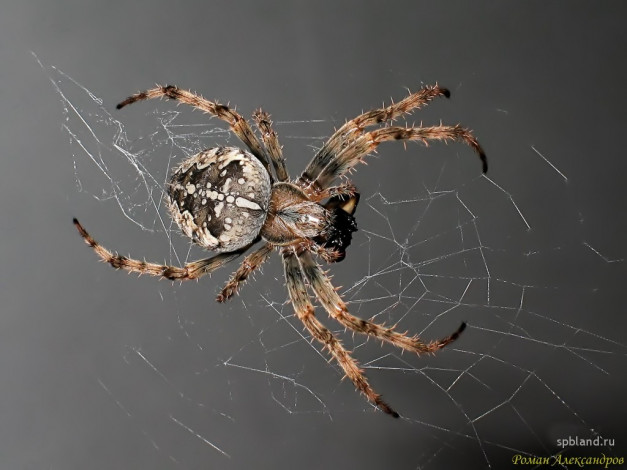 Обои картинки фото животные, пауки