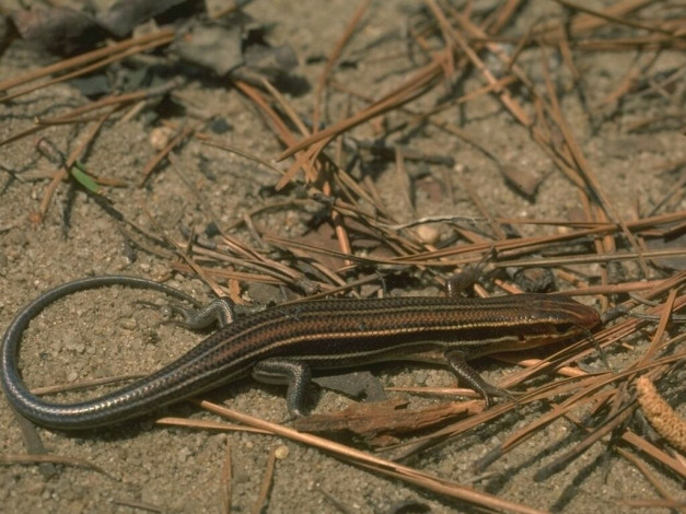 Обои картинки фото животные, Ящерицы, игуаны, вараны