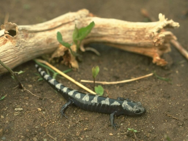 Обои картинки фото животные, Ящерицы, игуаны, вараны