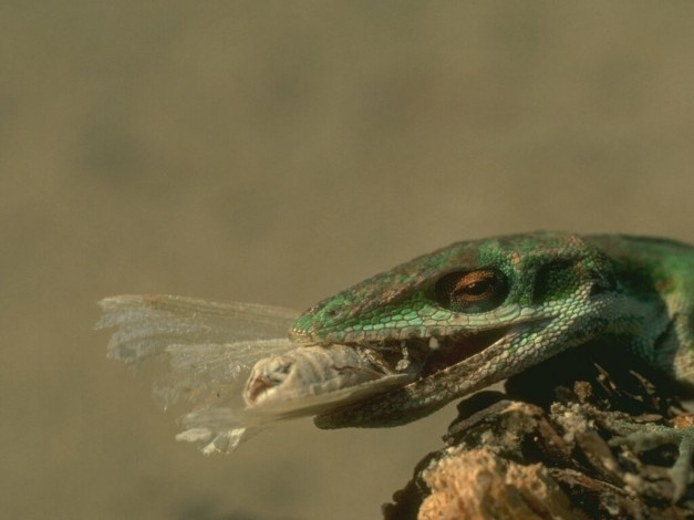 Обои картинки фото животные, Ящерицы, игуаны, вараны