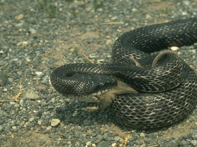 Обои картинки фото животные, змеи, питоны, кобры