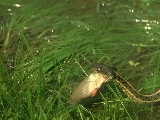 Обои картинки фото животные, змеи, питоны, кобры